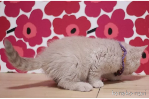 成約済の東京都のマンチカン-100754の2枚目